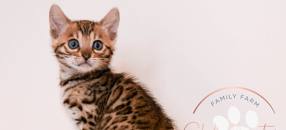 Bengal kitten for sale